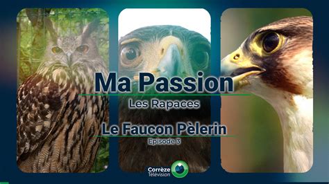 Le Faucon Pèlerin Corrèze Tv