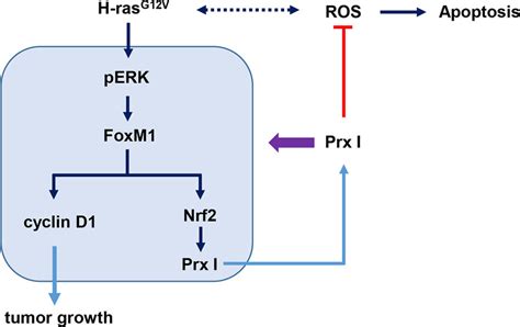 Schematic Illustration Of Prx I Function In Oncogenic Ras Induced Liver Download Scientific