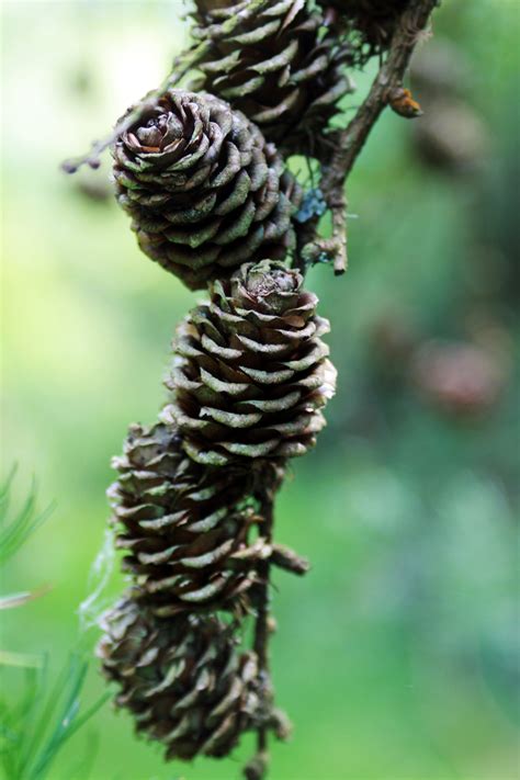 tree with pine cones 7