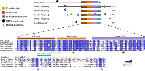 Frontiers The Role Of Mammalian Creb3 Like Transcription Factors In