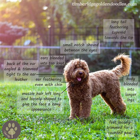 How To Groom A Goldendoodle - Timberidge Goldendoodles