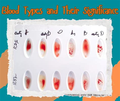 The Ultimate Guide Unveiling The 4 Major Blood Types And Their