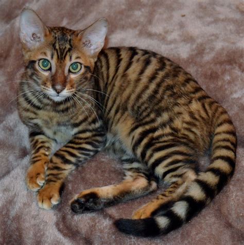Toyger Kitten - Puppy Dog Gallery