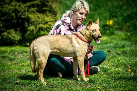 Gesa H Ndin Jahre Mischling Cm Hunde In Not Welpen Kleine