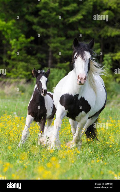 Gypsy Vanner Horse Piebald mare foal galloping meadow Austria Stock ...