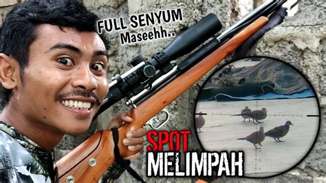 Wow Bediler Mana Yang Tidak Ngiler Berburu Tekukur Di Spot Yang