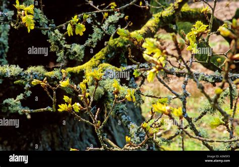 Sessile Oak Quercus Petraea Lichen And Moss Covered Branches With Buds