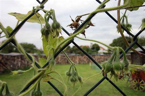 How To Collect And Save Morning Glory Seeds Gardeners Path