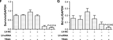 Full Article Downregulation Of Dcr3 Sensitizes Hepatocellular