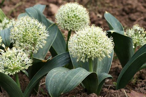 Лук для красоты — Ботаничка