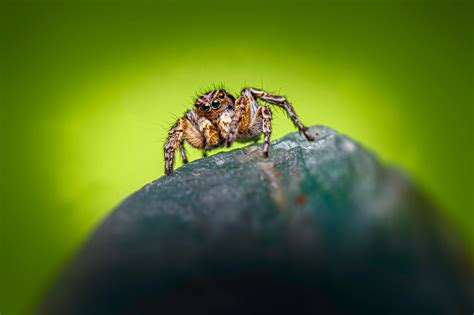 jumping spider      jumping spider stock