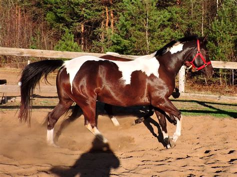 Photos De Chevaux En Libert