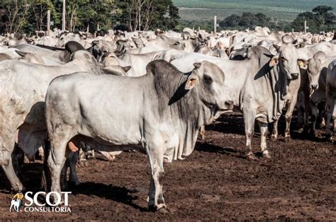 Carne bovina tem alta e dá sustentação para o mercado do boi gordo