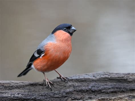 Male Bullfinch Vicky Outen Flickr