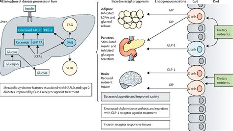 Mechanisms And Possible Hepatoprotective Effects Of Glucagon Like