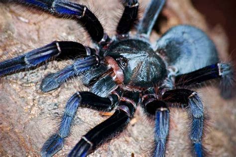 9 Facts About Singapore Blue Tarantula