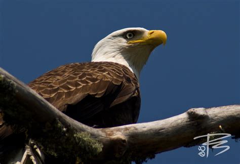 Bald Eagle Haliaeetus Leucocephalus Photographed At Lake Sammamish