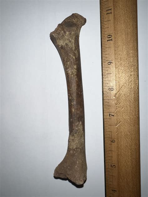Fossil Bone Id Help Deer Tibia Something Else Fossil Id The