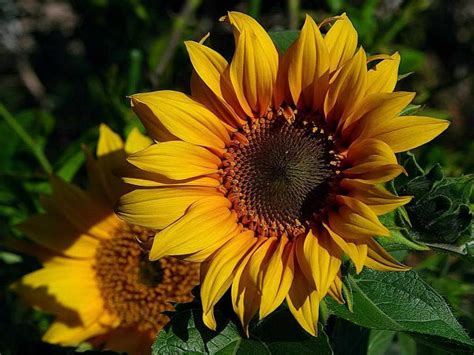 Free picture: sunflowers, yellow