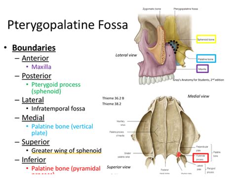 Pterygopalatine Fossa Diagram