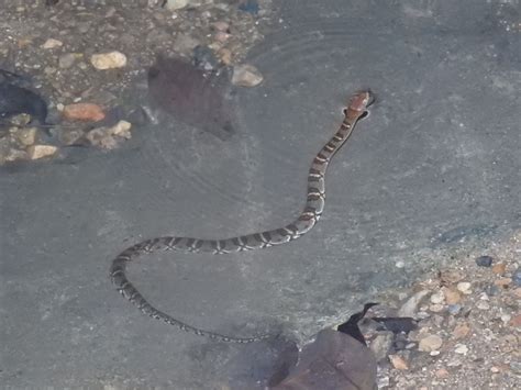 Asiatic Water Snake From Tsuen Wan HK On April 26 2019 At 08 59 PM By