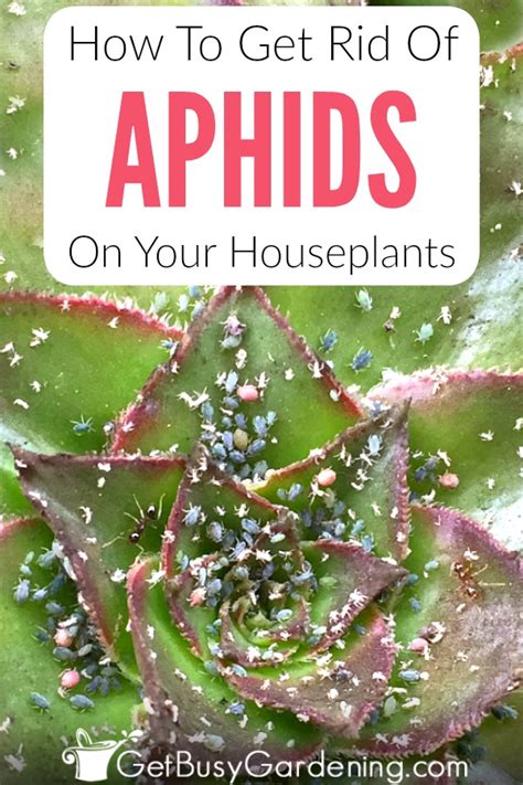 How To Get Rid Of Aphids On Houseplants For Good Get Rid Of Aphids Garden Pest Control Aphids