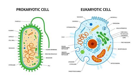 Reino Monera Características Reprodução E Resumo Biologia Celular