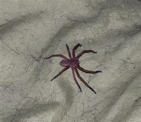 What Species Is This West Portugal Rspiders