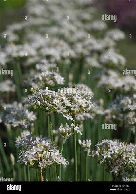 Chive Plant Garlic Chives Allium Tuberosum Stock Photo Alamy