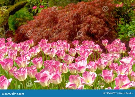 Butchart Gardens Editorial Photography Image Of Lawn 285481037