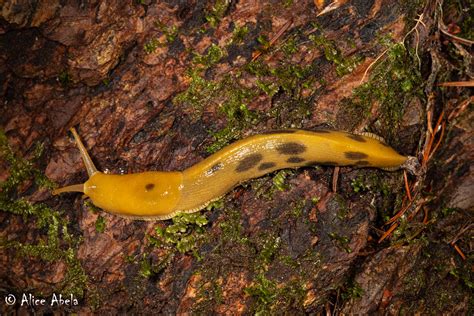 Pacific Banana Slug Ariolimax Columbianus Jedediah Smith Flickr