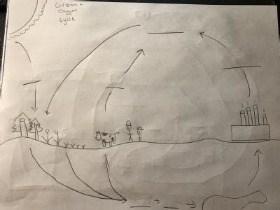 Carbon + Oxygen Cycle Diagram | Quizlet
