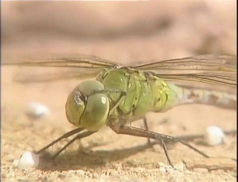 Verruckter Unerwarteter Deutscher Sommer Episode Anal Anal Porn Xhamster