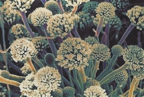 fungus fighter newsroom weill cornell medicine