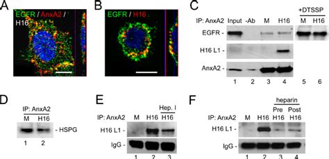 Anxa2 Associates With Hpv16 And Egfr At The Cell Surface Of