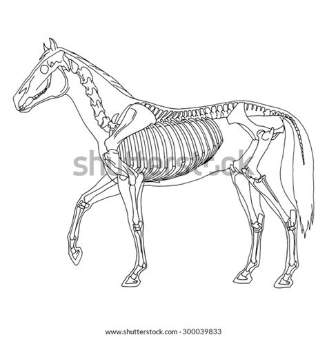 626 Skeleton Horse Drawing Images, Stock Photos & Vectors | Shutterstock