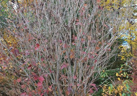 American Cranberry Bush Woody Warehouse Nursery Inc Lizton In