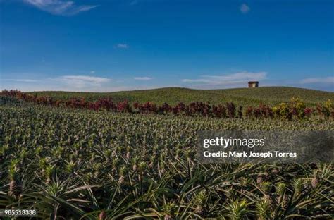 34 Pinya Stock Photos, High-Res Pictures, and Images - Getty Images