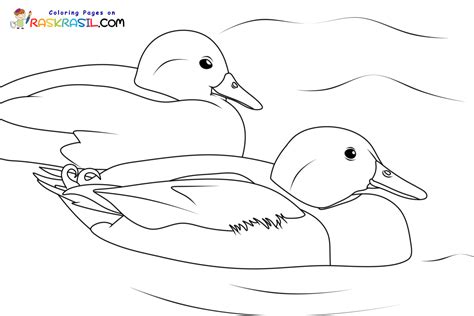 Раскраски Утка | Распечатать бесплатно