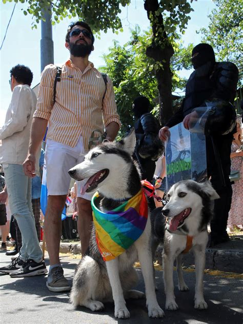 Perro Gay Ovacionan A Un Canino En Marcha Lgbt De Guadalajara Infobae