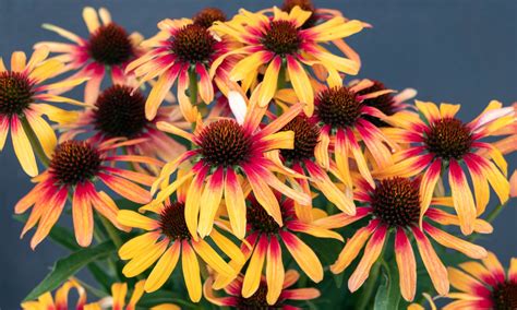 Plant Growers Australia Echinacea Tequila Sunrise Sunseekers