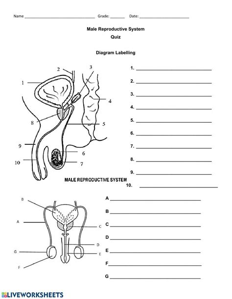 5494249 Male Reproductive System Quiz Kfeature