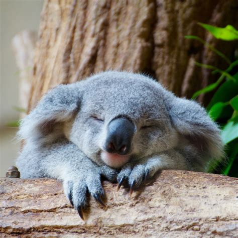 Cute koala – I totally want one :) | Cute Animals