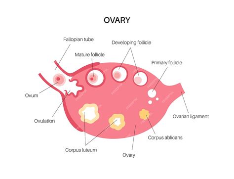 Para Que Serve O Ovario - Pôster de anatomia do ovário | Vetor Premium