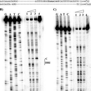 Footprinting Of Deletion Mutant Sequences A Wild Type ComC Sequence