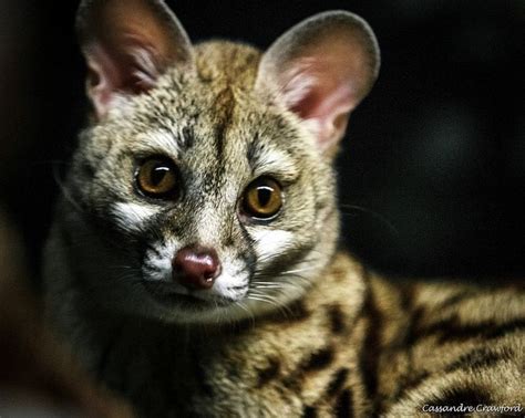 genet spotted genet images  pinterest exotic animals wild