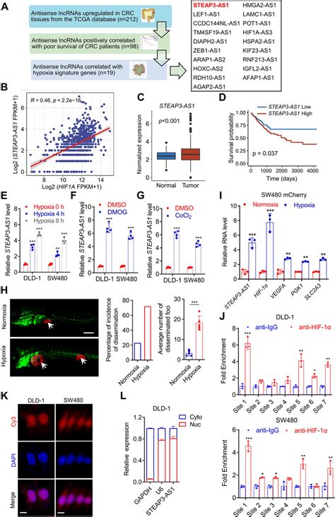 Lncrna Steap As Is Transcriptionally Induced By Hif Under Hypoxia