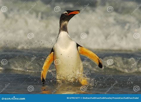 O Pinguim De Gentoo Salta Da água Azul Ao Nadar Através Do Oceano Em