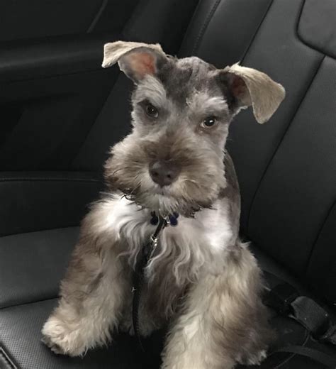 Our Mini Schnauzers First Schnauzer” Haircut Hes Clearly Not