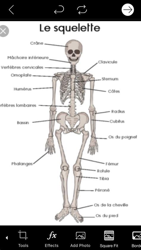 Épinglé par Taliah coughlin sur Halloween Vocabulary French